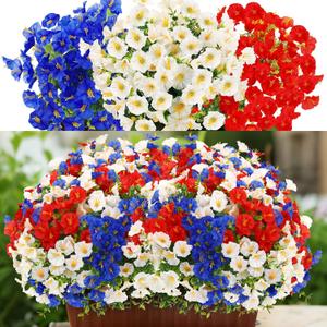 12 Pcs Red White Blue Artificial Flower Outdoor UV Resistant Petunias Patriotic Silk Flower 4th of July Decor USA Independence Short Stem Faux Cemetery Flowers Pot Window Garden 250 Anniversary Decor