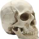 SOACH Resin Skull, 1:1 Human Skull, Human Head Model for Home Decoration, Halloween Statue, Bone Model, Model Anatomical Medical Skeleton, Jaw is Movable (White)