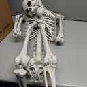 Wocst 5.4Ft/165cm Halloween Skeleton Full Body Life Size Human Bones with Movable Joints for Indoor Outdoor Halloween Props Decorations