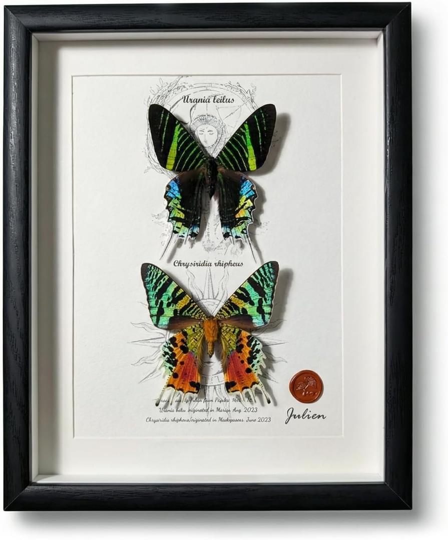 ArsVenciik Real Framed Moth Specimen Duo - Preserved Sunset & Urania Taxidermy - Metallic Rainbow Shadow Box Wall Art - Handmade Insect Decor & Gift for Butterfly/Moth Lovers