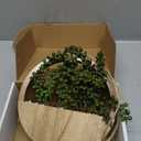 Hobyhoon Artificial Hanging Plants Hanging Planter Fake Succulents Artificial String of Pearls with Pot and Lanyard for Home Office Wall Decoration 1 Pcs