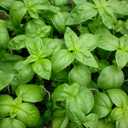 5 x Seeds Genovese Basil Indoor Herb Non GMO Heirloom for Planting