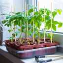 Frcctre 200 Pack 16 Inches Bamboo Plant Stakes, Bamboo Plant Sticks with 200 Pcs 4" Wires, Plants Garden Sticks Wooden Sign Posting Garden Support for Tomatoes, Floral, Potted Plants, Crafts