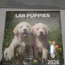2026 Wall Calendar,Calendar 2026, November 2025 - December 2026, Wall Calendar Lab Puppies, 12" x 24" Opened,Full Page Months Thick & Sturdy Paper for Gift Perfect Calendar Organizing & Planning Pack Of 2