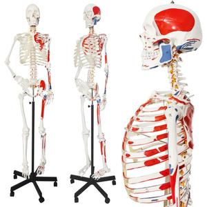 2025 New Human Skeleton Model, Medical Anatomical Life Size Skeleton Replica with Spinal Nerves, Muscle Insertion and Origin Points,Includes Rolling Stand,for Doctors, Students