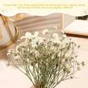 Tinideya 100 Pcs Dried Babys Breath Flowers Bulk Babys Breath Real Pressed Flowers Natural Gypsophila for Resin Wedding Art Craft Baby Shower DIY Invitations Scrap Booking Card Making(Ivory White)