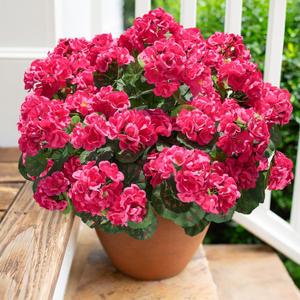 Artificial Geranium Fake Flowers for Outdoors Decoration, 6 Bundles Silk Geraniums Flower UV Resistant Look Real Faux Plants for Outside Planter Front Door Garden Patio Balcony Yard Home, Hot Pink