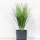 10 PCS Artificial Wheat Grass Plants, 14.6 Inch Faux Shrubs Wheat Grass Greenery Stems with Realistic Look, Fake Tall Grass for Indoor Outdoor Decor, Artificial Plants for Home Office Garden, Large