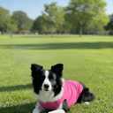 2 x Chol&Vivi Dog Clothes, 2pcs Soft Cotton T-Shirts for Small, Medium, Large, Extra Large Dogs (Pink and Rose Red, M (18" Chest))