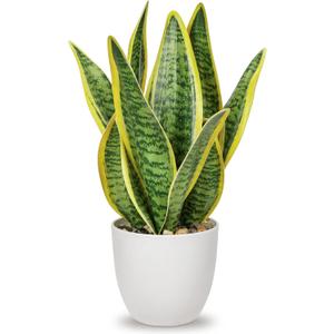 Hollyone Artificial Snake Plant Potted Faux Sansevieria Trifasciata Plants, 13" Tropical Fake Plants in White Pots for Home Office Room Indoor Decor Housewarming Gifts