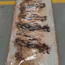 tigeridge Framed Horses Wall Art - Brown Horse Canvas Pictures Animal Wall Decor Running Horses Painting Prints Artwork for Living Room Bedroom Home Office Wall Decorations 20" x 40" Natural Frame