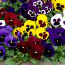 4 x 100+ Seeds Viola Swiss Giant Mix - Flower Multicolor