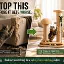 PurrTracks Dual-Track Cat Scratcher with Feather Toy