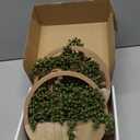 Artificial Hanging Plants Hanging Planter Fake Succulents Artificial String of Pearls with Pot and Lanyard for Home Office Wall Decoration (2 Pcs, Wood Color)