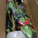 Artificial Camellia Tree 3.3 FT 2 Pack, Christmas Decor Fake Camellia Plant with Blooming Flowers&Natural Wood Trunk, Greenery Faux Potted Plant for Home Office Winter Indoor (Red, 3.3FT)