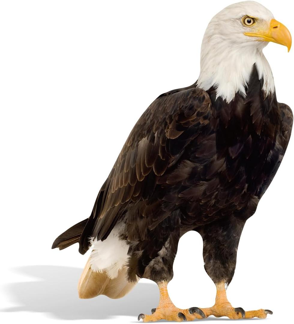 3FT Bald Eagle Cardboard Cutout Standee for 4th of July Decorations, Patriotic 250 Anniversary Decorations, Life-Size Bald Eagle Photo Booth Props, Animal Birthday Backdrop 26.6x35.4
