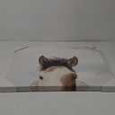 DI JLA 28X22 ITS In The Eyes CVS Art