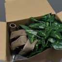 Bucherry Jungle Theme Party Decorations Rainforest Party Supplies Tropical Forest Leaves with Fake Vines Artificial Rattan Monkey Stuffed Animal for VBS Indoor Outdoor Jungle Birthday Classroom Decor