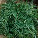 21" Artificial Ferns Plants Topiary for Front Porch Decoration,Fake Boston Fern Potted Plants Faux Greenery Bush UV Resistant for Outdoor Indoor Door Garden Farmhouse Home Decor (Green)