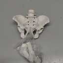 Movable Female Pelvis Model w/Elastic Two Movable Femur Heads and Joints, Mini Size Female Pelvic Anatomy Model for Science Education, Midwife in Obstetrics, Gynecology Patient Communication