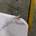 LITTLE TREE Dining Room Table, Kitchen Table with Faux Marble Table Top and Gold Metal Legs (63 Inches Large)