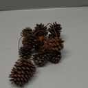 Zugar Land 12 Pack Pine Cones - Assorted Sizes - Real All Natural Pinecones in Bulk (Unscented) Various Size - Perfect for Arts and Crafts, Home Decor Accent Vase Filler. (Assorted Sizes)