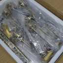 Sputnik Chandelier, Gold Modern Chandeliers, Mid Century Ceiling Lighting Fixture 6-Lights with Milk White Glass Shade for Living Room, Kitchen, Bedroom, Dining Room, and Farmhouse