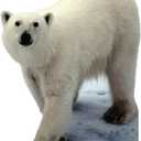 Cardboard People Polar Bear Life Size Cardboard Cutout Standup
