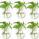 Glass Wall Planters Glass Terrariums Hanging Indoor Planter Container Wall Mounted Glass Vases Hanging Air Plant Pots Holders Oval Flower Vases 6 Pieces (Shape 1)