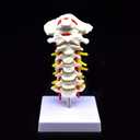 Cervical Vertebra Arteria Spine Spinal Nerves Anatomical Model Anatomy for Science Classroom Study Display Teaching Medical Model