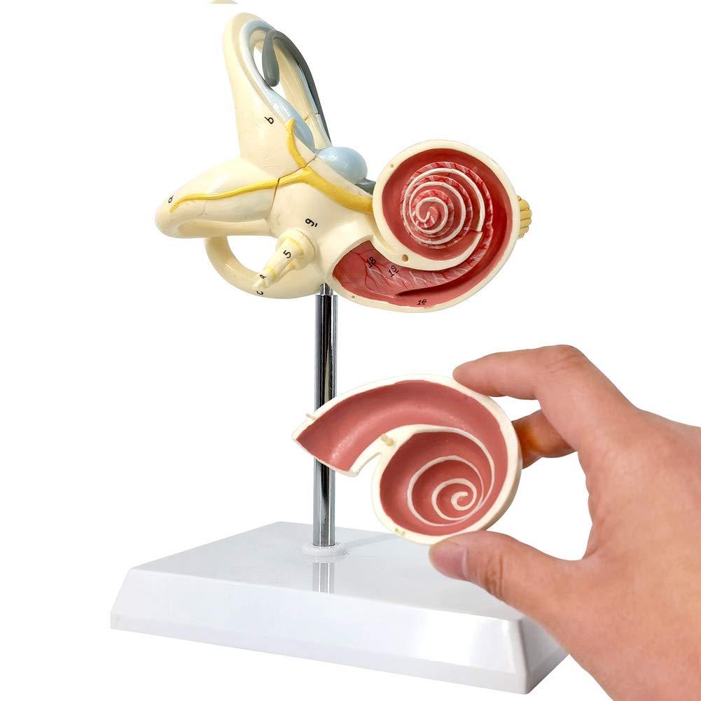 EVOTECH SCIENTIFIC Inner Ear Model Labyrinth Model 2 Part 8X Cochlea Semicircular Canal & Vestibule Open Medical Anatomical Ear Internal Structure Model for Medical Study Display Teaching