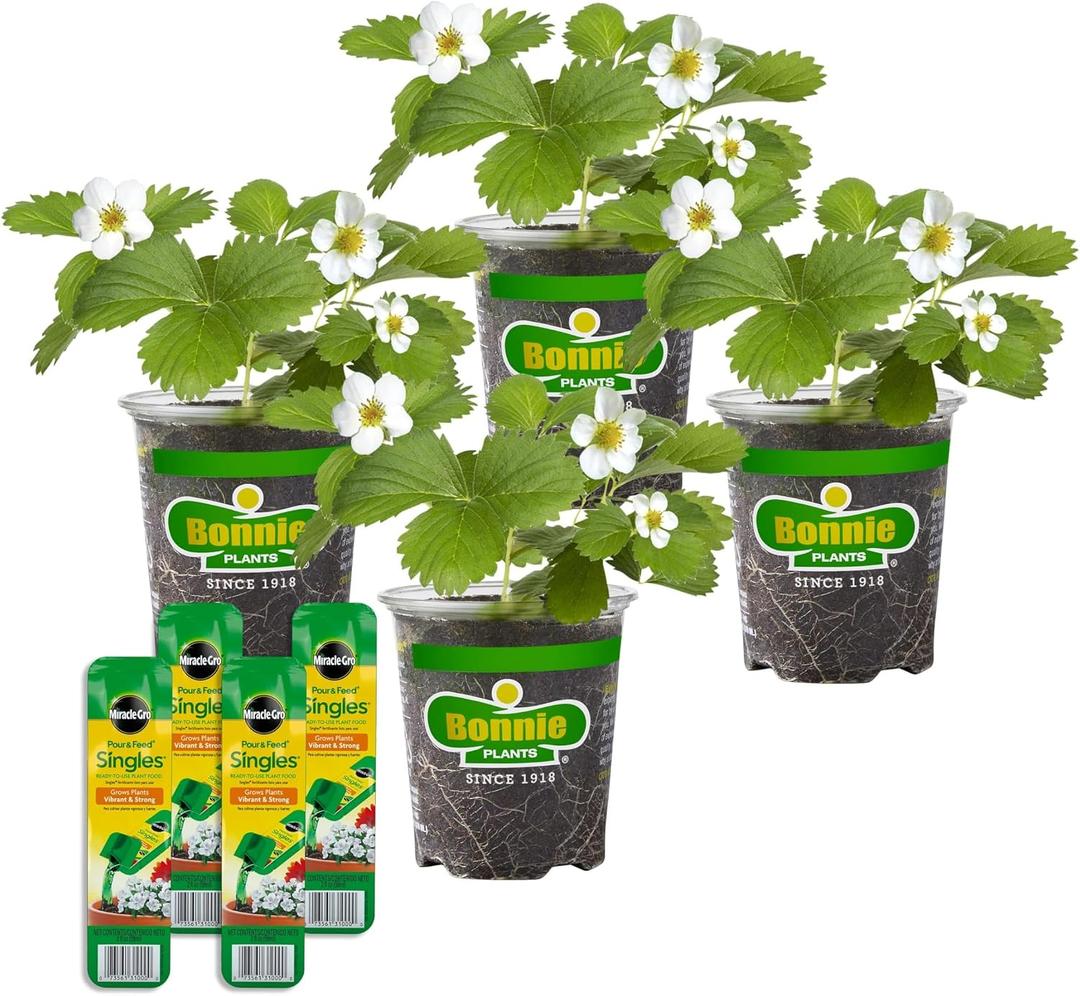 Bonnie Plants Strawberry, Live Plants, with Miracle-Gro Pour & Feed Singles Ready-to-Use Plant Food, 4-Pack, Great for Containers, Raised Beds, and In-Ground Gardens, 19.3 oz.