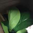 Artificial Fiddle Leaf Fig Tree 7ft - Lifelike Indoor Tall Faux Plant for Home & Office Dcor, Low Maintenance, Realistic Greenery for Living Room, Bedroom