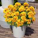 Fake Geraniums Artificial Flowers for Outdoors Winter Decoration, 6 Bundles Silk Geraniums UV Resistant Look Real Yellow Faux Flowers Plants for Front Door Garden Planter Patio Balcony Yard Home