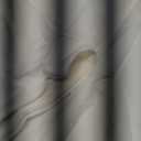 XIEERDUO Cotton Tshirts for Women Drop Shoulder Round Neck Oversized Crop Tops Workout Tops Tees Large