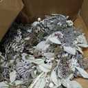 Birch Wreath with White Berries, Iced Pine Cones, Holly Leaf, Branch - 26" Winter Christmas Wreath for Front Door or Indoor Wall Window Thanksgiving Decor (Silver Green)