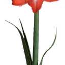 Amaryllis Growing Kit. Includes: Big Minerva Bulb, Plastic Pot and Saucer, and Professional Growing Medium