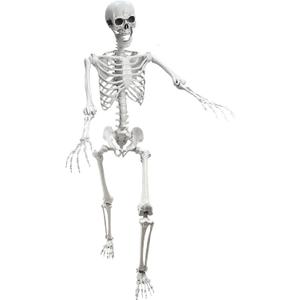 Lodou 5.4Ft Posable Life Size Human Adult Skeletons Plastic Human Bones with Movable Joints for Halloween Decoration