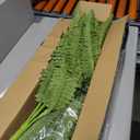 FOREST PRINCE 42" Artificial Boston Fern Large Bush Plants, 2 Bundles of Fake Ferns with 65 Fronds for Outdoors Home Decor