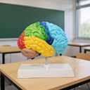 Life Size Human Half Brain Anatomy Model Colored Medical Teaching Tool for Kids Educational Science Kits with Detailed Brain Structure (Style 1)