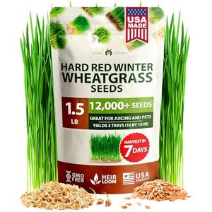 HOME GROWN 12,000+ Wheatgrass Seeds Bulk Pack(1.5 lb) Hard Red Winter Wheatgrass Heirloom, Sprouting for Juicing, Microgreens, Smoothies & Indoor Gardening (Triticum aestivum)