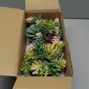 Artificial Succulent in Ceramic Pots, 2 Packs Large Faux Fake Plants Navy Blue for Desk,Office, Bedroom, Living Room, Bathroom Office Shelf Home Dcor