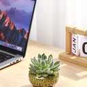 Cute Ceramic Succulent Garden Pots, Planter with Drainage and Attached Saucer, Set of 5 -Plants Not Included (Vivid Colors)