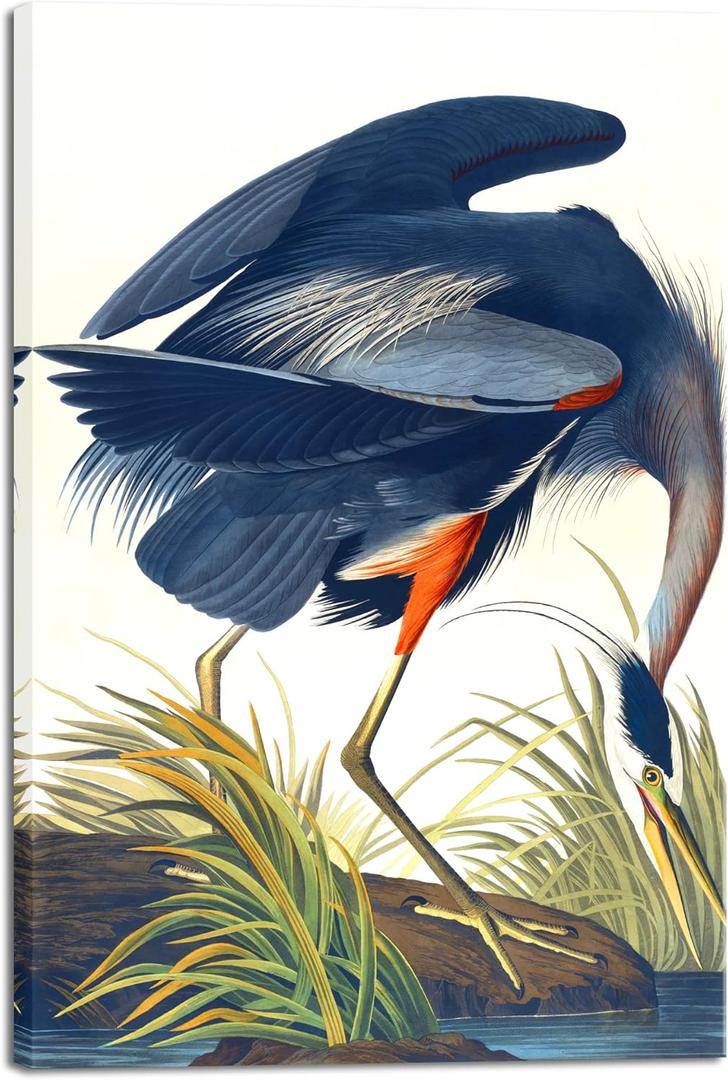 Wieco Art Canvas Print Wall Art Great Blue Heron by John James Audubon Vintage Poster Birds of America Antique Bird Illustration Wall Art for Living Room Home Kitchen Decorations (24x36inch(60x90cm))