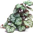 Woyrise Reptile Artificial Plants for Terrarium Decor, Amphibian Habitat Hideout Bearded Dragon Tank Decorations fit Crested Gecko Leopard Lizard Chameleon Ball Python Snake Frog - Saxifrage