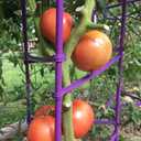 NO Splicing - 5ft Tall Tomato Cage 6-Pack Large Tomato Stakes Garden Plant Stakes Climbing Supports, 40 Clips and Plant Ties Included, Purple
