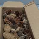 Apol Total 200 Pcs Natural Mini Pinecones Maple Fruit Ornament Set for Vase Fillers Photo Props DIY Home House Christmas Decoration Craft