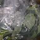 KHOYIME Eucalyptus Garland with White Flowers, 4 Packs 5.9Ft Artificial Silver Dollar Eucalyptus Leaves Plant Fake Greenery Hanging Ivy Vines Faux Wreath for Wedding Arch Party Mantle Table Home Decor