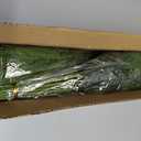 Preserved Real Pine Leaves Branches, 17'' Natural Pine Needles Green Plants, 3.5OZ Greenery Twigs Stems, Evergreen Picks for Christmas Garland Wreath Home Wedding Decor Floral Arrangements