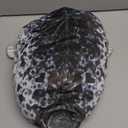 MerryXD Chubby Blob Seal Pillow,Stuffed Cotton Plush Animal Toy Cute Ocean Small(13 in) (Grey)